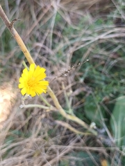 Helminthotheca echioides