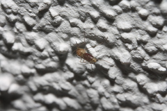 Culicinae