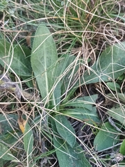 Helminthotheca echioides