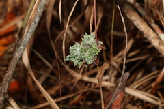 Entolasia stricta