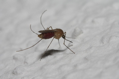 Culicinae