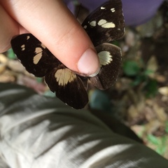 Aterica galene