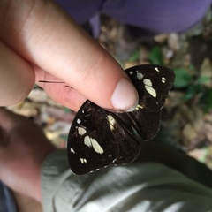 Aterica galene