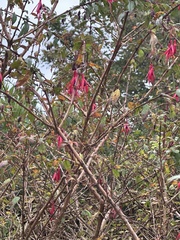 Fuchsia