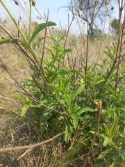 Lippia javanica