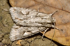 Meganephria bimaculosa