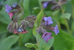 Pulmonaria
