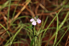 Rostellularia adscendens