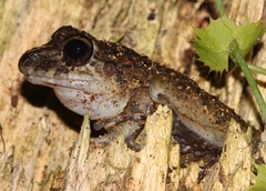 Craugastor laevissimus