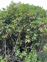 Rhododendron ponticum