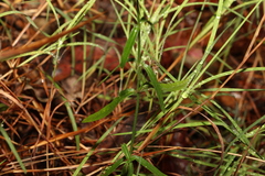 Rostellularia adscendens