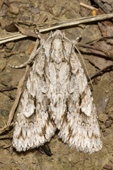 Meganephria bimaculosa