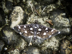 Bocchoris inspersalis