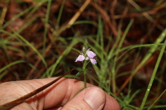 Rostellularia adscendens