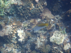 Chaetodon auriga