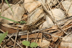 Omocestus