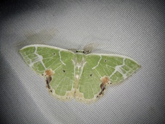 Comibaena nigromacularia