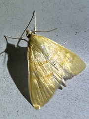Helvibotys helvialis