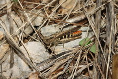 Omocestus
