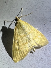 Helvibotys helvialis