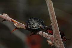 Solenosthedium bilunatum
