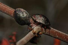 Solenosthedium bilunatum