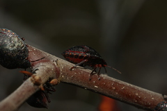 Solenosthedium bilunatum