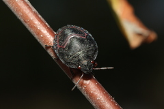 Solenosthedium bilunatum