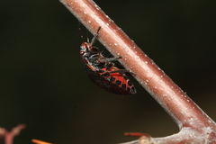 Solenosthedium bilunatum