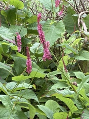 Bistorta amplexicaulis