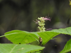 Comanthosphace formosana