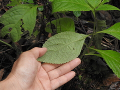 Comanthosphace formosana