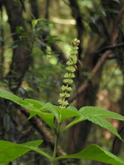 Comanthosphace formosana