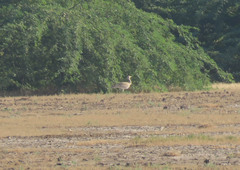 Chlamydotis macqueenii