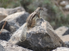 Atlantoxerus getulus