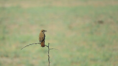 Lanius isabellinus