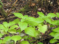 Comanthosphace formosana