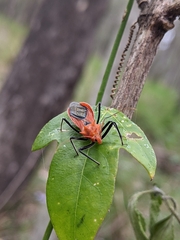 Gminatus