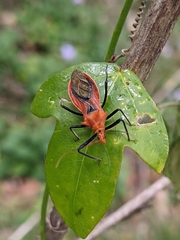 Gminatus