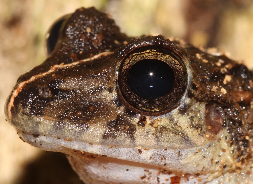 Chortis Streamside Frog