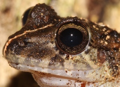 Craugastor laevissimus