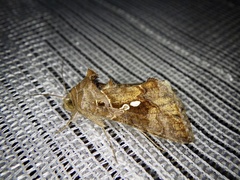 Chrysodeixis eriosoma