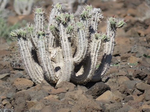 Euphorbia handiensis image