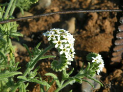 Heliotropium steudneri