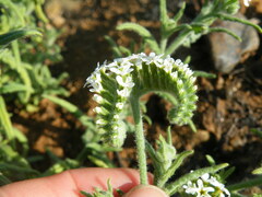 Heliotropium steudneri