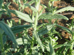 Heliotropium steudneri