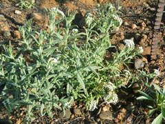 Heliotropium steudneri