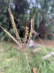 Dichanthium