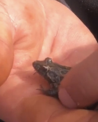 Discoglossus galganoi