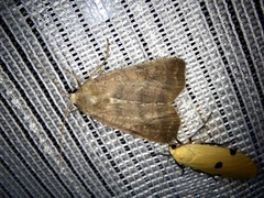 Diarsia canescens
